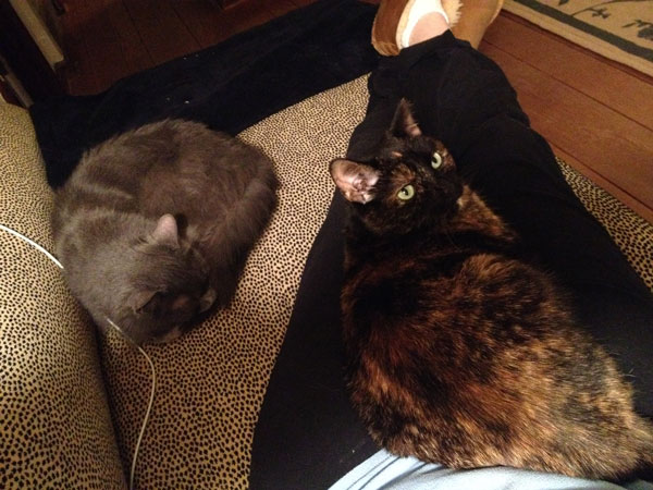 JJ & Viola, co-existing quietly in the same room since July 2014. A moving miracle. (Possum is still hiding.)