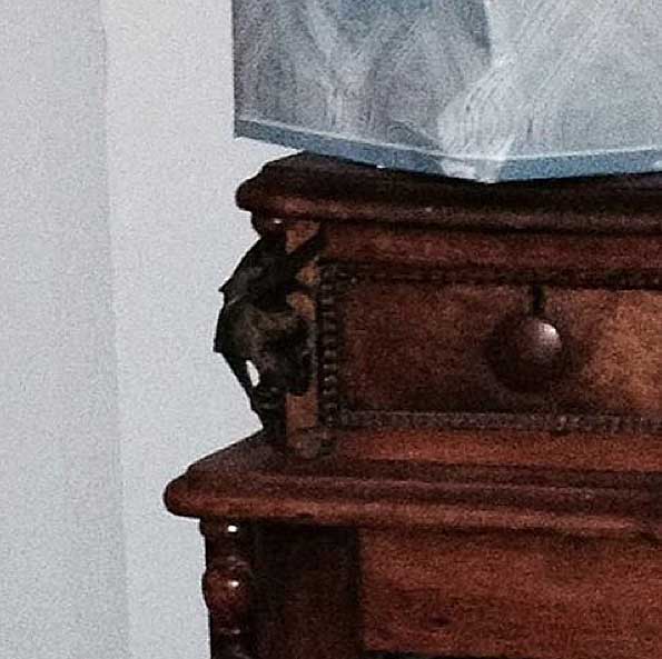 This little guy was masquerading as a gargoyle on my dresser. 